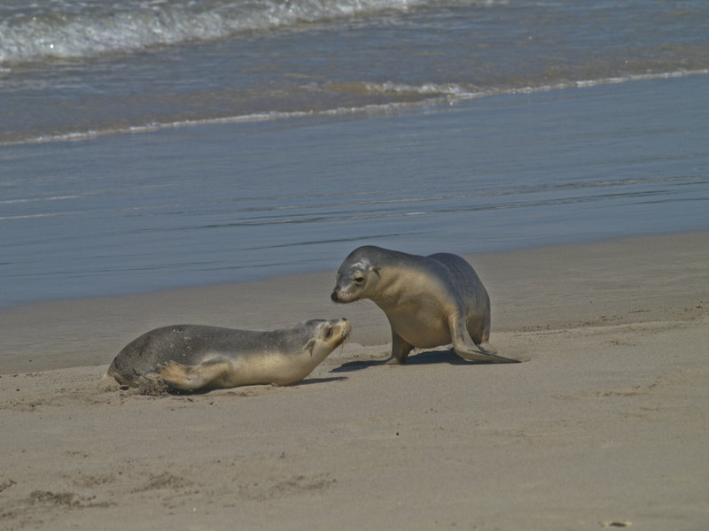 Kangaroo Island, Sea Lion
